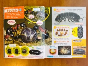 はじめてのずかんの写真